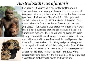 Australopithecus afarensis The species A afarensis is one