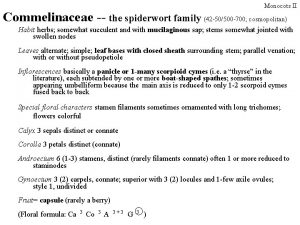 Monocots II Commelinaceae the spiderwort family 42 50500