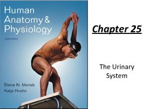 Chapter 25 The Urinary System Urinary System Organs