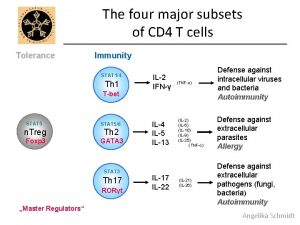 The four major subsets of CD 4 T