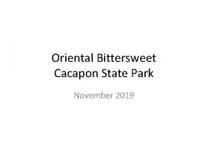 Oriental Bittersweet Cacapon State Park November 2019 Oriental