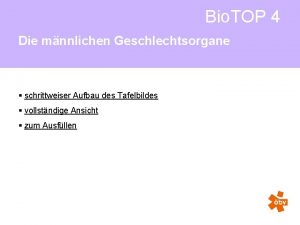 Bio TOP 4 Die mnnlichen Geschlechtsorgane schrittweiser Aufbau