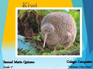 Kiwi Samuel Marn Quiceno Grado 1 Colegio Campestre