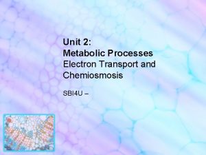 Unit 2 Metabolic Processes Electron Transport and Chemiosmosis