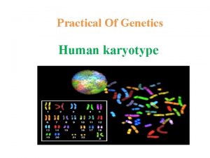 Practical Of Genetics Human karyotype Objectives 1 Students