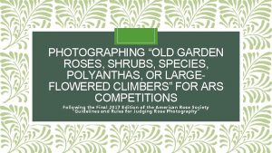 PHOTOGRAPHING OLD GARDEN ROSES SHRUBS SPECIES POLYANTHAS OR