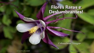 Flores Raras e Deslumbrantes Columbine Magpie BIAJOVA SLIDES