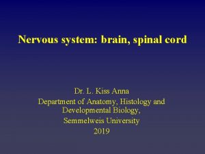 Nervous system brain spinal cord Dr L Kiss