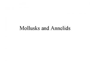 Mollusks and Annelids Mollusks HeadFoot Sense organs locomotion
