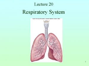 What is the conducting zone of the respiratory system