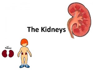 The Kidneys Overview Introduction What do the kidneys