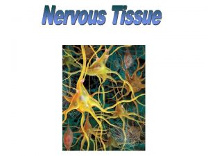 Divisions of the Nervous System Central Nervous System