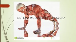 SISTEMA MUSCULAR Y EJERCICIO SISTEMA MUSCULAR Y EJERCICIO