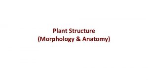 Plant Structure Morphology Anatomy PLANT MORPHOLOGY Study of