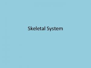 The skull spinal column ribs and sternum makeup