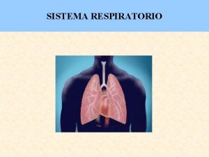 Esbozos pulmonares