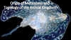 Origin of metazoa