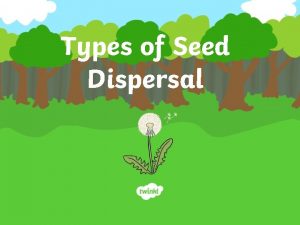 Drop and roll seed dispersal examples