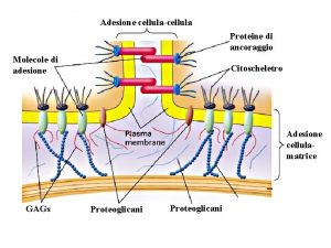 Adesione cellulacellula Proteine di ancoraggio Molecole di adesione