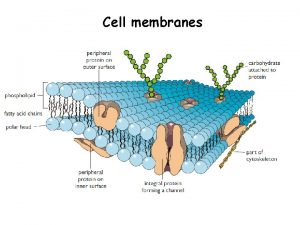 Cell membranes Plasma Membrane Structure and Function The