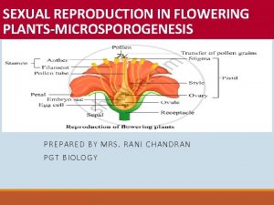 Structure of monocot embryo