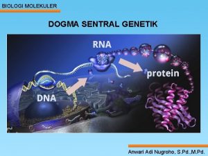 BIOLOGI MOLEKULER DOGMA SENTRAL GENETIK Anwari Adi Nugroho