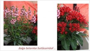 Angelonia gondozása