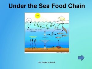 Sea food chain