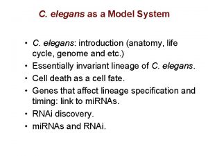 C elegans as a Model System C elegans