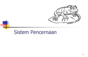 Sistem Pencernaan 1 Fungsi Menyediakan makanan air dan