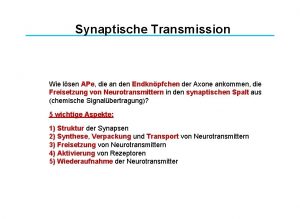 Synaptische Transmission Wie lsen APe die an den