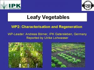 Leafy Vegetables WP 2 Characterisation and Regeneration WPLeader