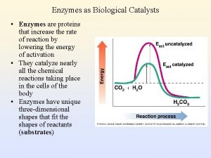 Enzymes as Biological Catalysts Enzymes are proteins that