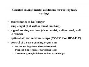 Essential environmental conditions for rooting leafy cuttings maintenance