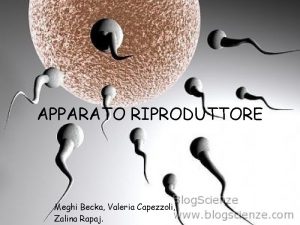 APPARATO RIPRODUTTORE Meghi Becka Valeria Capezzoli Zalina Rapaj