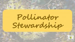 Pollinator Stewardship Pollinator Stewardship LITANY Leader How many
