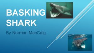 BASKING SHARK By Norman Mac Caig BASKING SHARKS