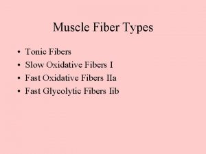Muscle Fiber Types Tonic Fibers Slow Oxidative Fibers