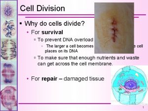 Cell Division Why do cells divide For survival