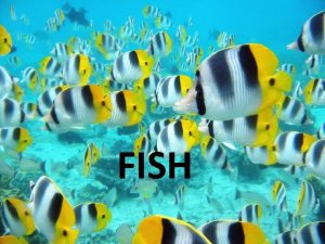 FISH Phylum Chordata All chordates have for all