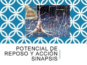 POTENCIAL DE REPOSO Y ACCIN SINAPSIS METAS PARA