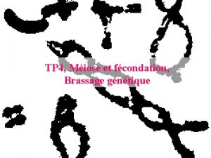 TP 4 Miose et fcondation Brassage gntique 1