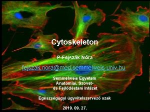 Cytoskeleton PFejszk Nra fejszak noramed semmelweisuniv hu Semmelweis