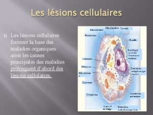 Les lsions cellulaires forment la base des maladies