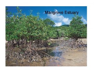 Mangrove Estuary Mangrove Estuary Swamp Investigation n Aim