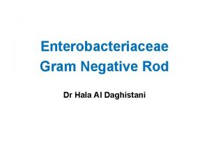 Enterobacteriaceae Gram Negative Rod Dr Hala Al Daghistani