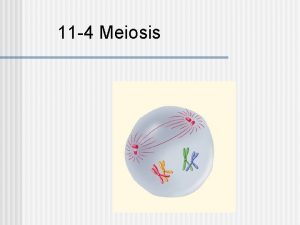 11 4 Meiosis 11 4 Meiosis Each organism