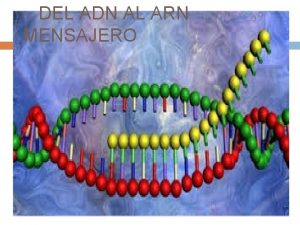 DEL ADN AL ARN MENSAJERO TRANSCRIPCIN La transcripcin