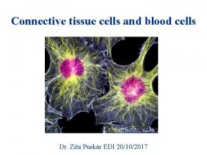 Connective tissue cells and blood cells Dr Zita