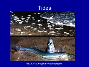 Tides GEOL 012 Physical Oceanography Tides New Brunswick